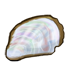 Mother of Pearl Oyster.png