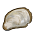 Empty Oyster.png