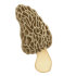 Morel Mushroom.png